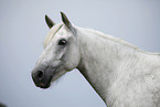 grey horse