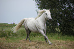 grey horse