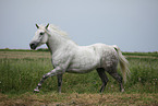 grey horse