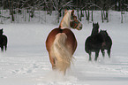 herd of horses