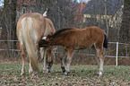 mare with foal