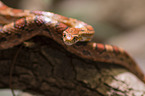 Corn Snake on a branch