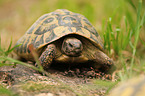 Hermann's tortoise