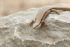 common wall lizard