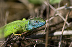 western green lizard