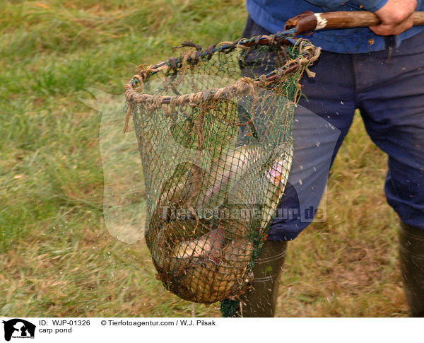 Karpfenteich abfischen / carp pond / WJP-01326
