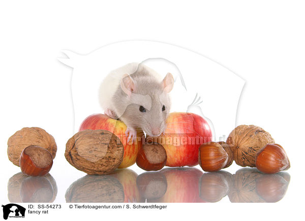 Farbratte / fancy rat / SS-54273