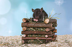 fancy rat