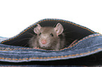 fancy rat