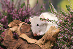 fancy rat