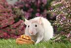 fancy rat