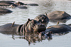 River Horses with Red-billed Oxpecker