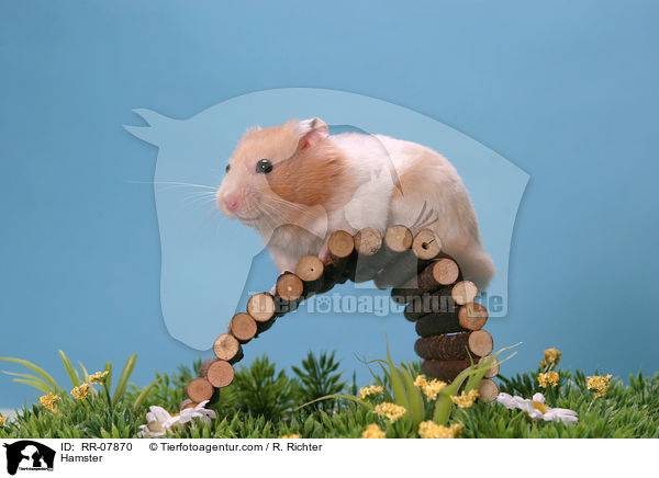 Goldhamster / Hamster / RR-07870