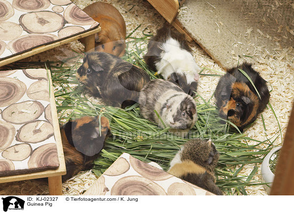 Meerschweinchen / Guinea Pig / KJ-02327