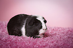 smoothhaired guinea pig
