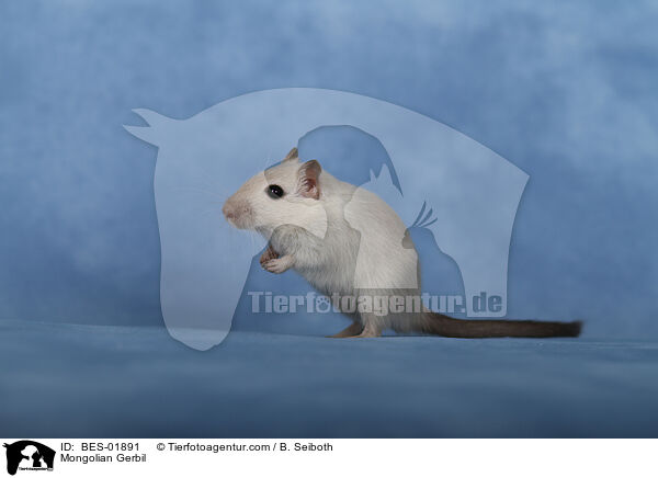 Mongolische Wstenrennmaus / Mongolian Gerbil / BES-01891