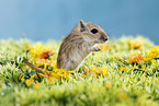 mongolian gerbil