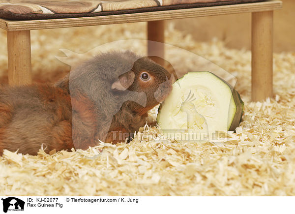 Rex Meerschwein / Rex Guinea Pig / KJ-02077