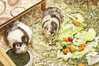 2 guinea pigs