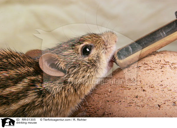 Maus an der Trnke / drinking mouse / RR-01305