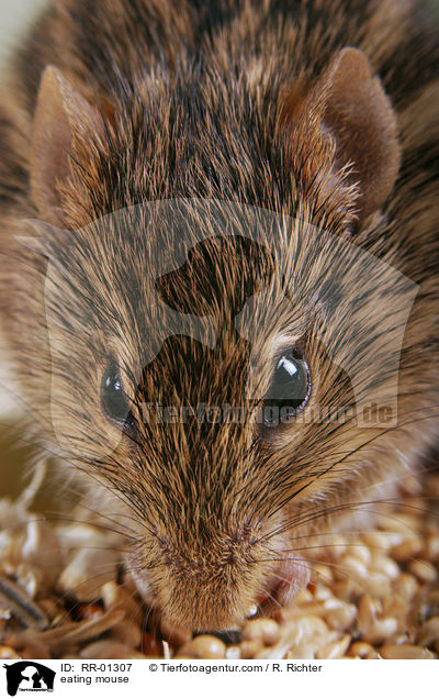 Streifenmaus beim Fressen / eating mouse / RR-01307