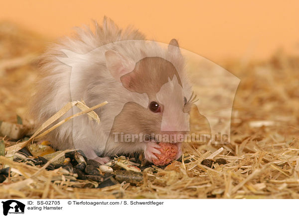 fressender Teddyhamster / eating Hamster / SS-02705