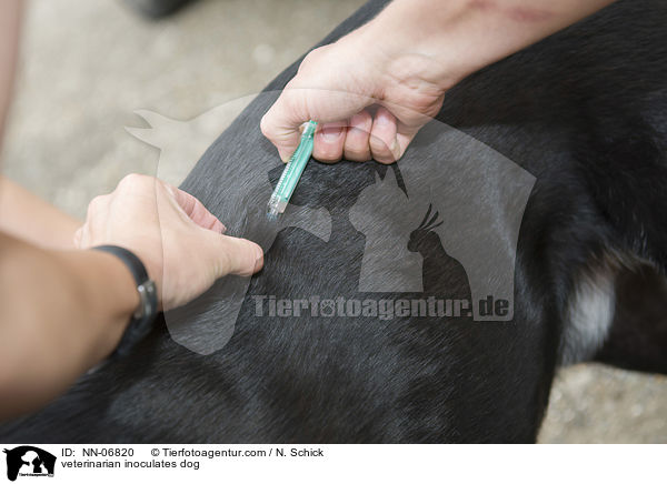 Tierarzt impft Hund / veterinarian inoculates dog / NN-06820