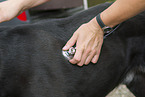 veterinarian checks dog