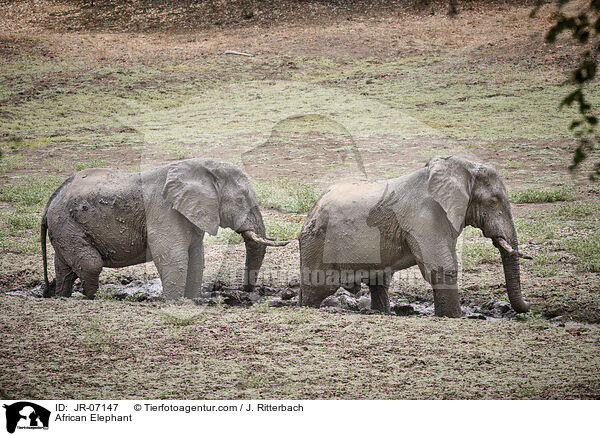 African Elephant / JR-07147