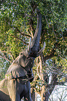 African Elephant