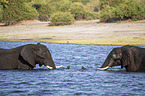 African Elephants