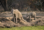 African Elephant
