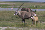oryx antelopes