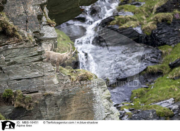 Alpensteinbock / Alpine ibex / MBS-16451
