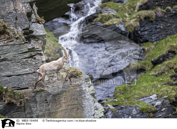 Alpensteinbock / Alpine ibex / MBS-16468