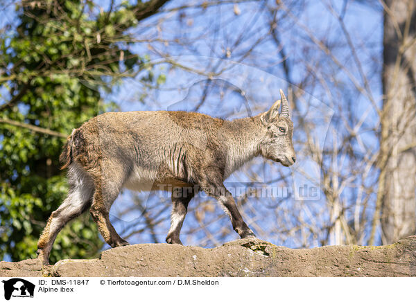 Alpensteinbock / Alpine ibex / DMS-11847