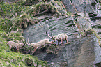 Alpine ibexes