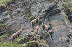 Alpine ibexes
