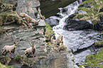 Alpine ibexes