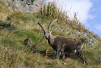 Alpine ibex
