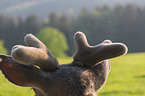 Altai elk