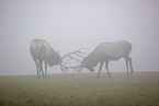 Altai Wapitis