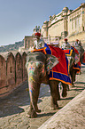 People ride Elephant
