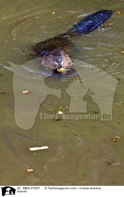 Biber / beaver / MBS-07807
