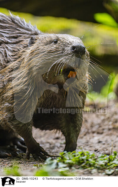 Biber / beaver / DMS-10243