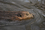 swimming beaver