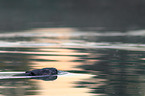 beaver