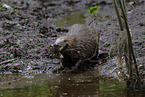 beaver