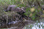 beaver