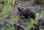 beaver